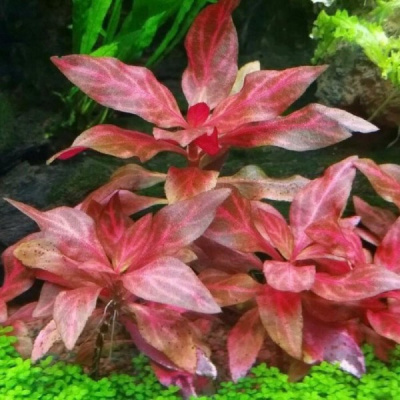 Альтернантера рейнека Розанервиг Alternanthera reineckii Rosanervig (меристемное растение)